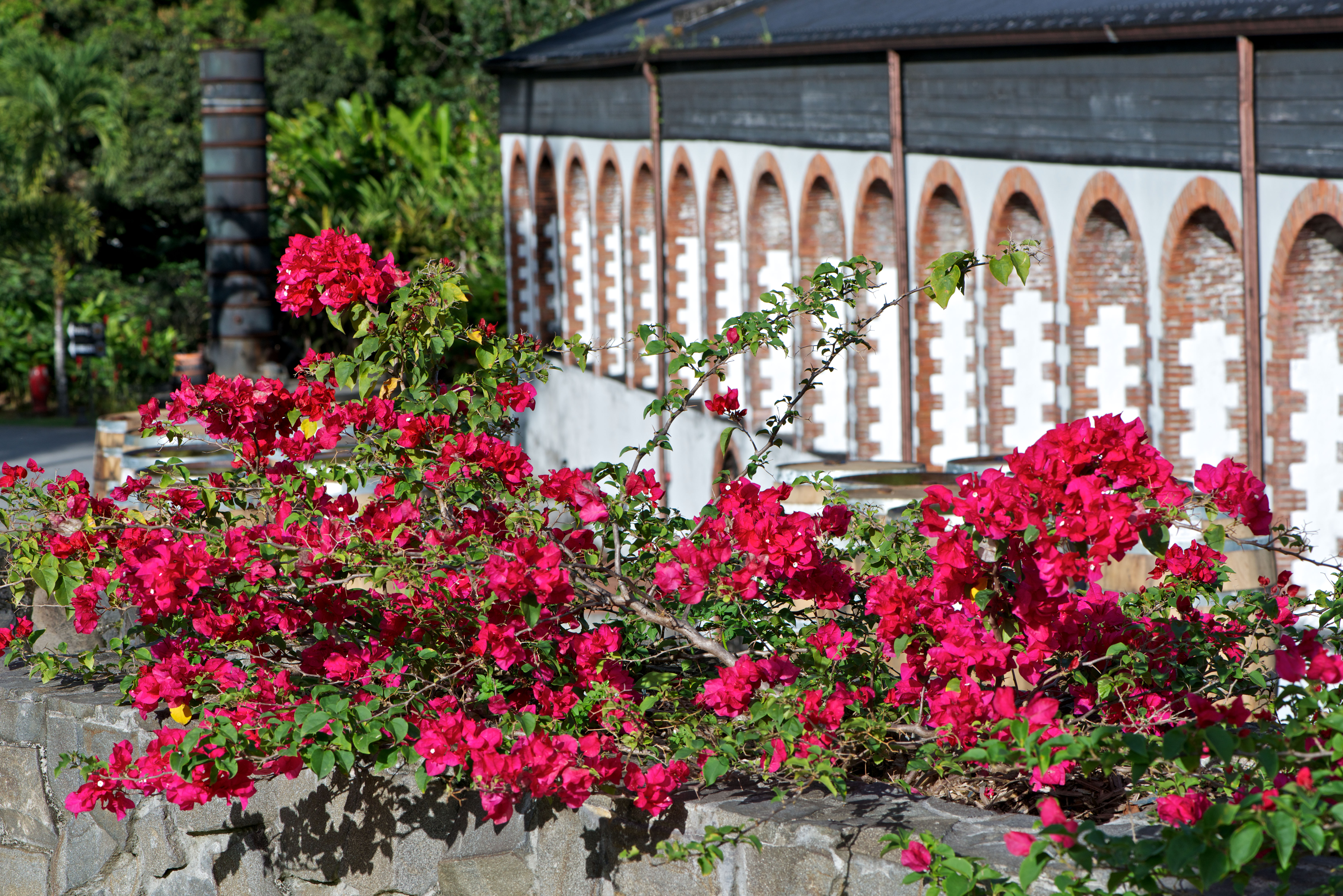 Jardin HSE