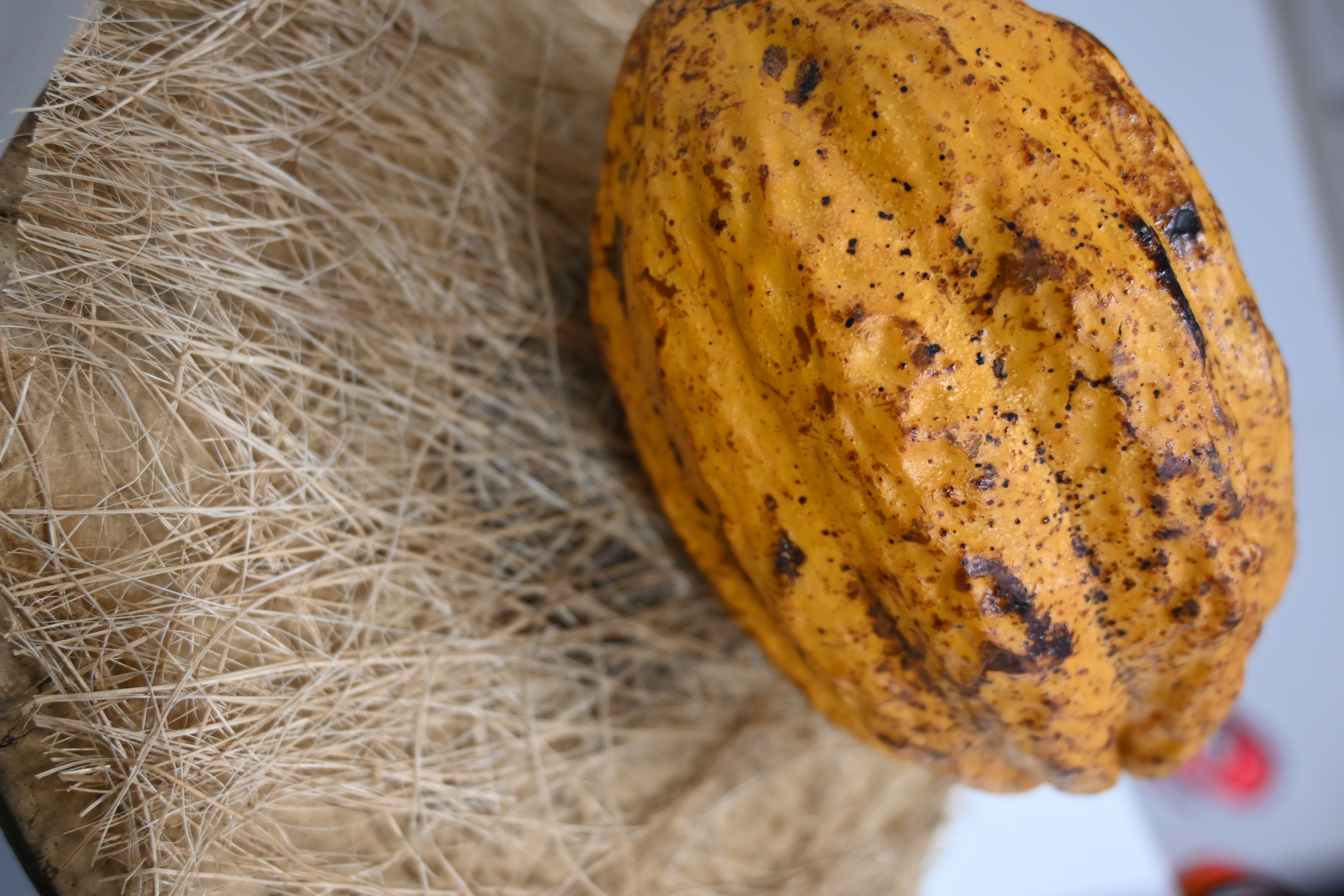 MAISON DU CACAO MARTINIQUE - VALCACO