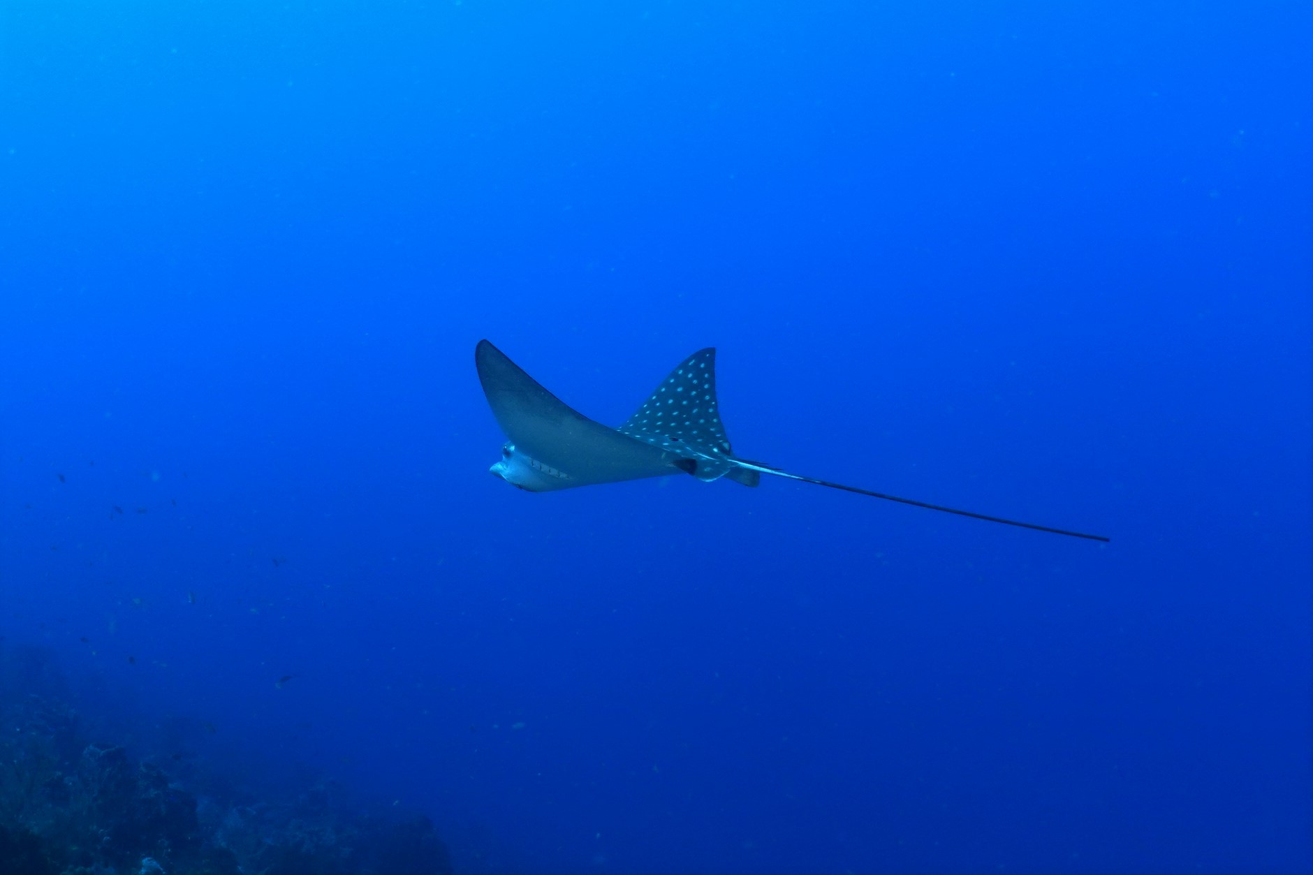 Raie Léopard- Canyons de Babodi
