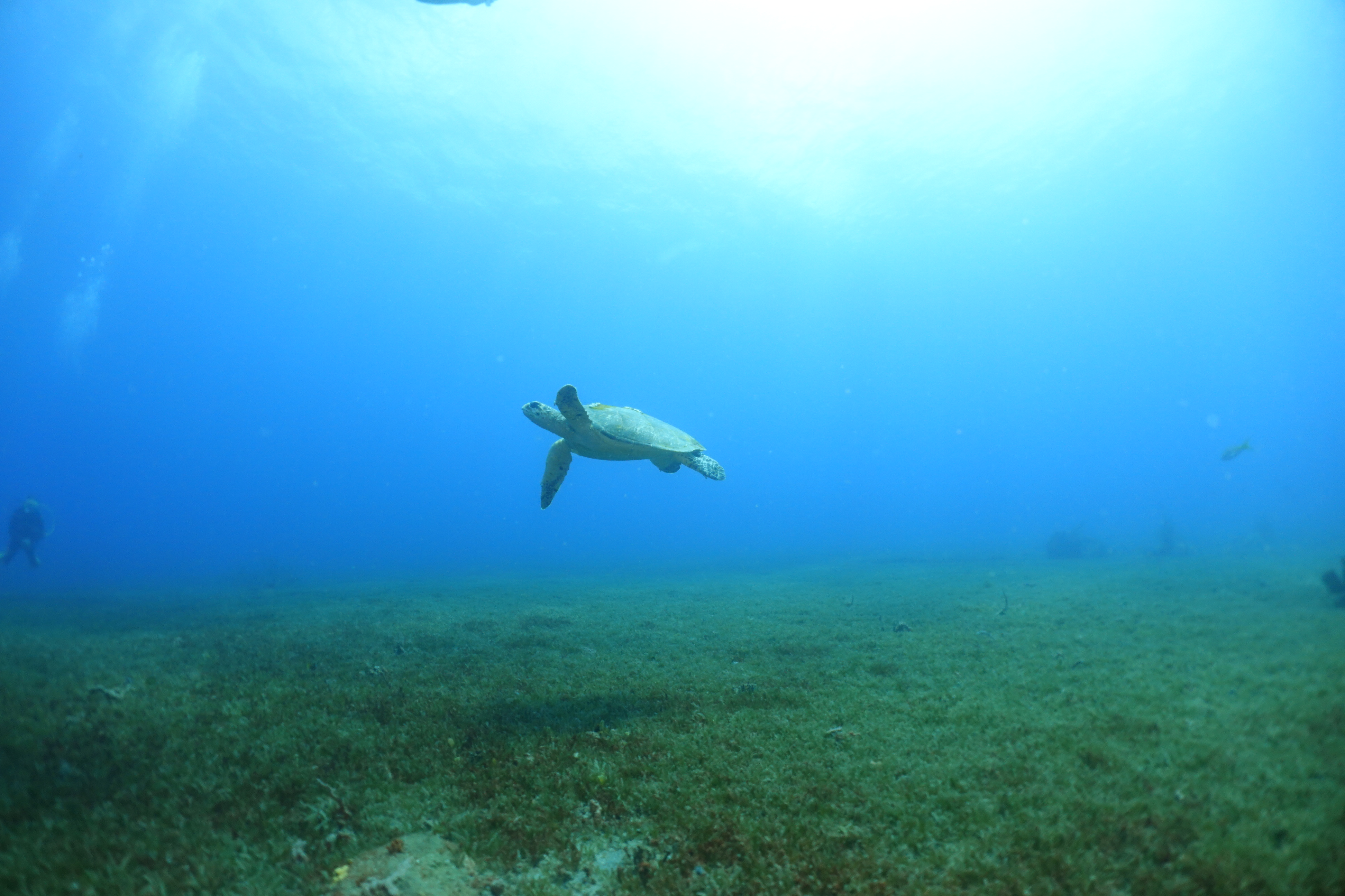 Tortue sur la Kay APAPADLO