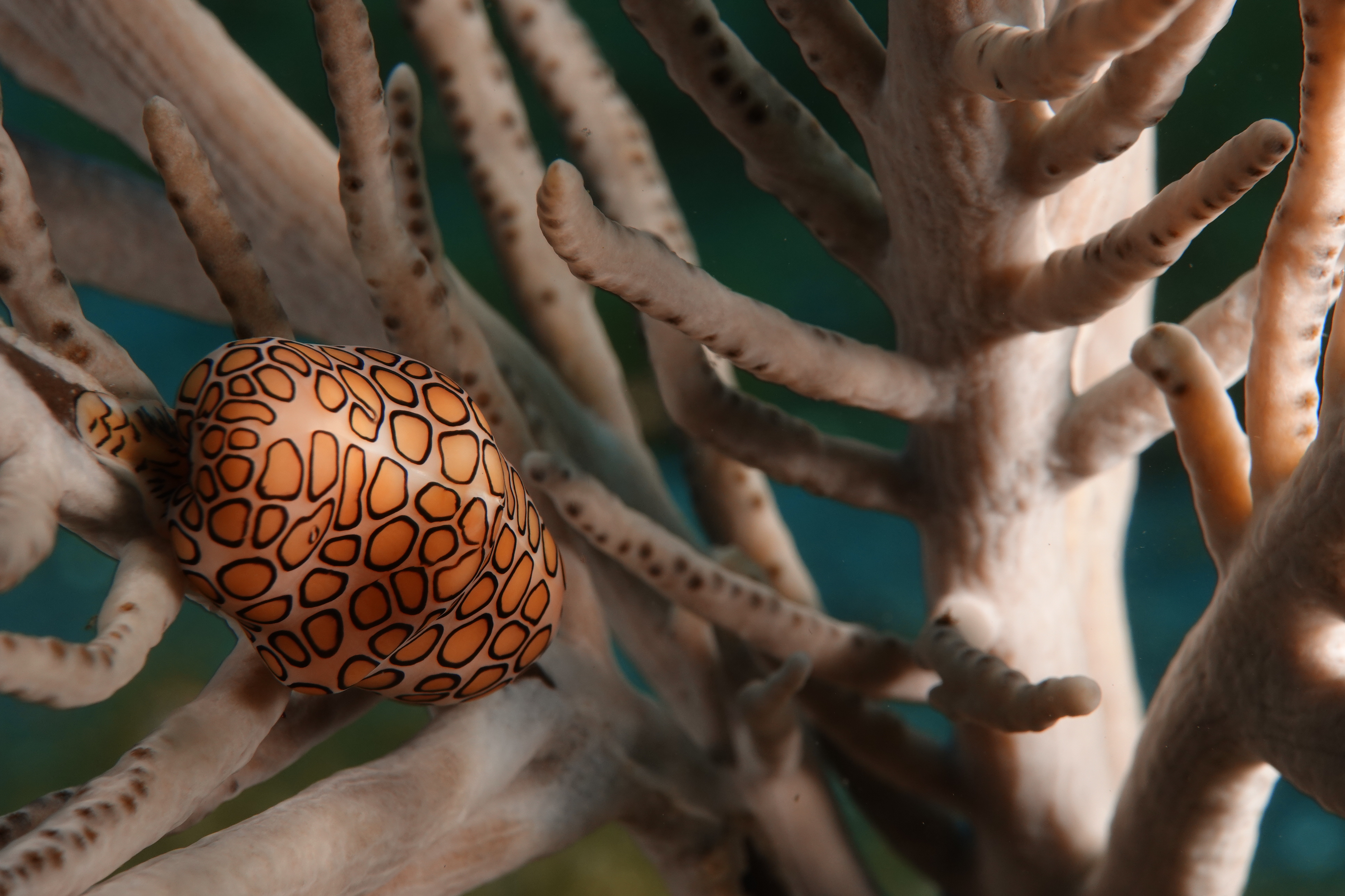 Monnaie Caraïbe- Trou bleue