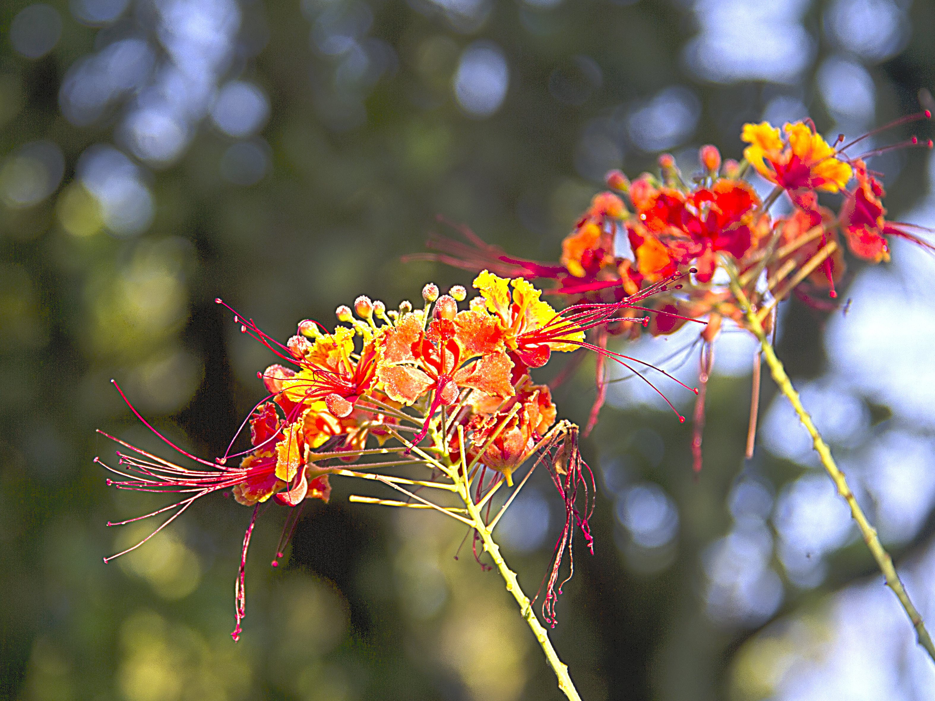 FRUITS ET FLEURS DETAILS (1)