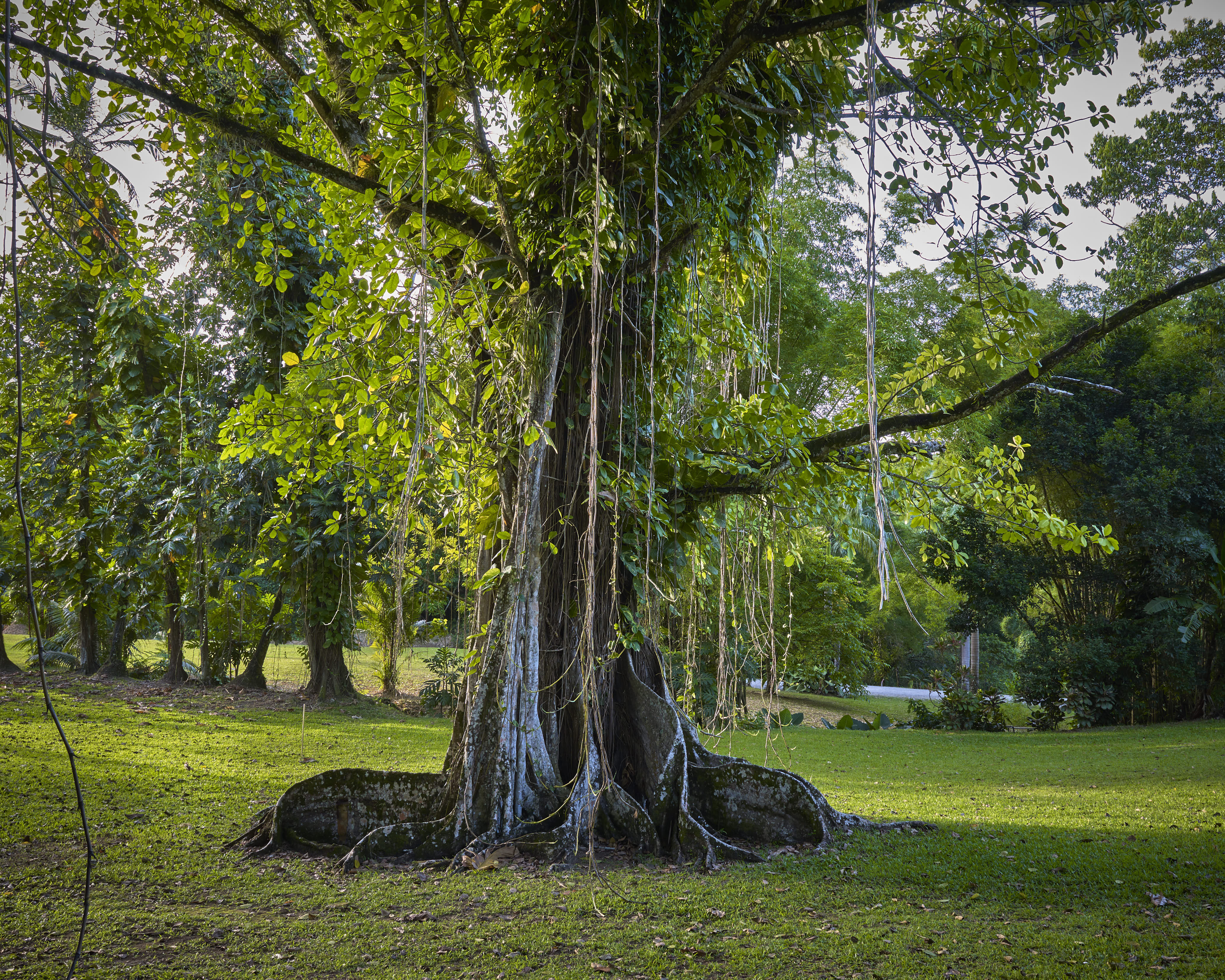 jardin Habitation Saint-Etienne
