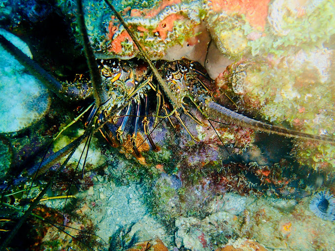 OzierLafontaine_211015_12