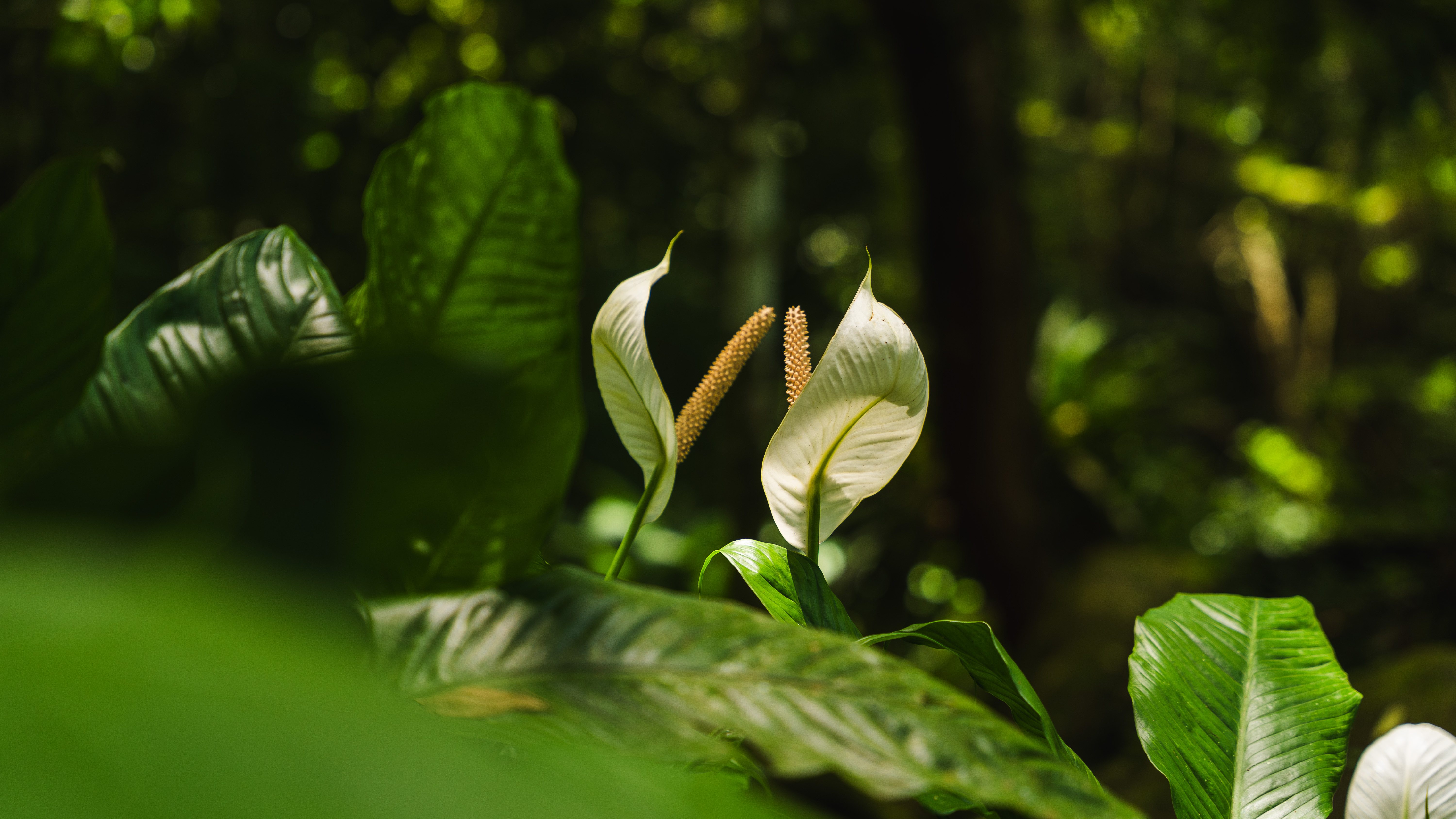 PRECHEUR_DOMAINE_ANSE_CERON_JARDIN_SAX-08367
