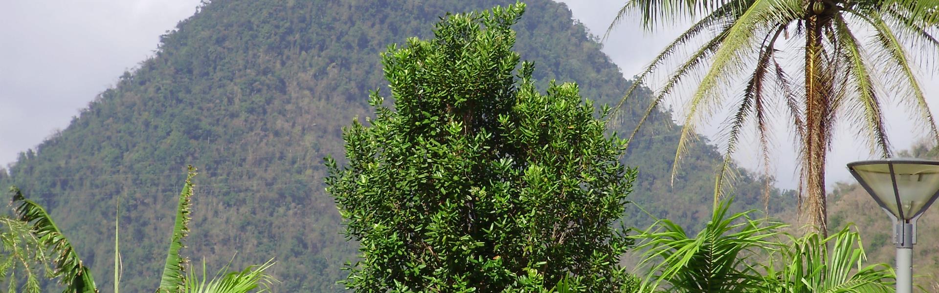 LES PITONS DU CARBET LE CARBET Martinique