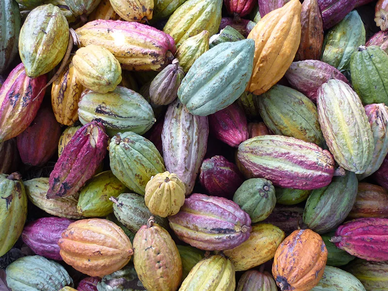Maison du cacao