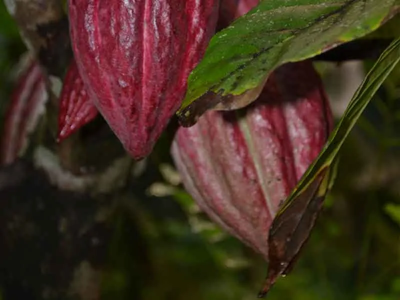 Une-blog-visite-maison-cacao.jpg