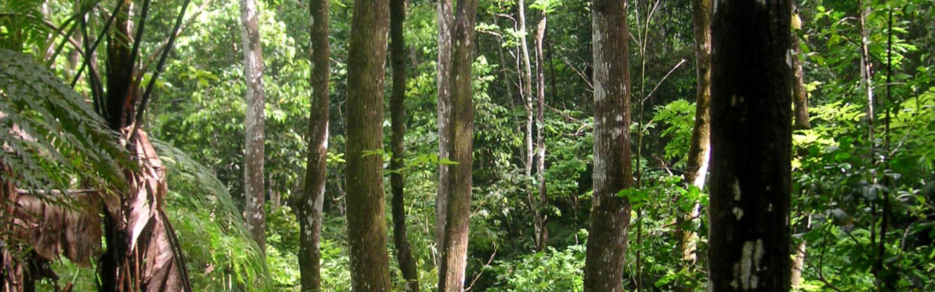 FORET DE MONTRAVAIL SAINTE-LUCE | Martinique