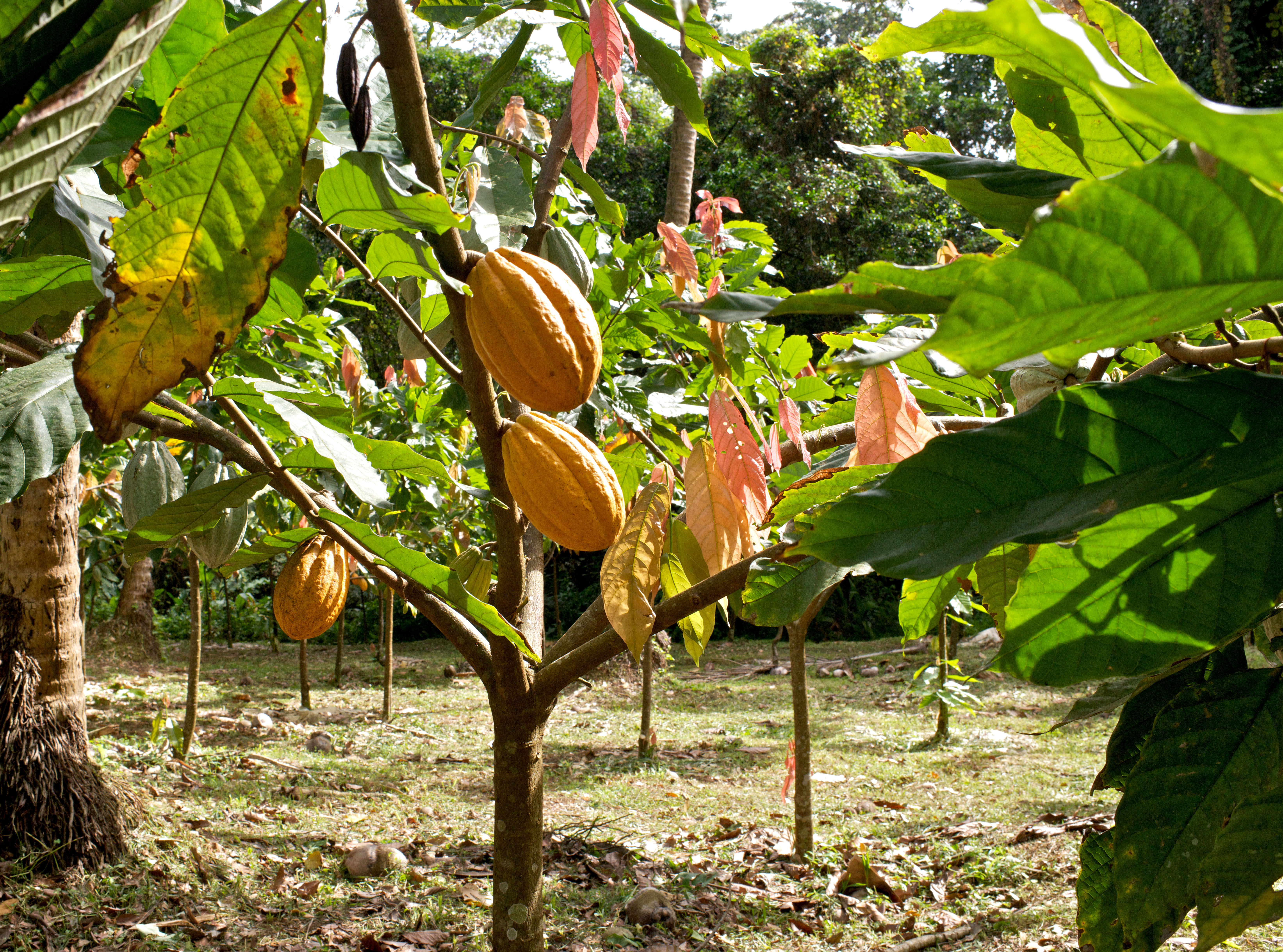 Jardin HSE