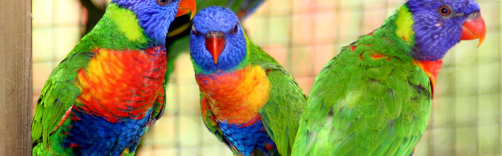 ZOO DE MARTINIQUE LE CARBET Martinique